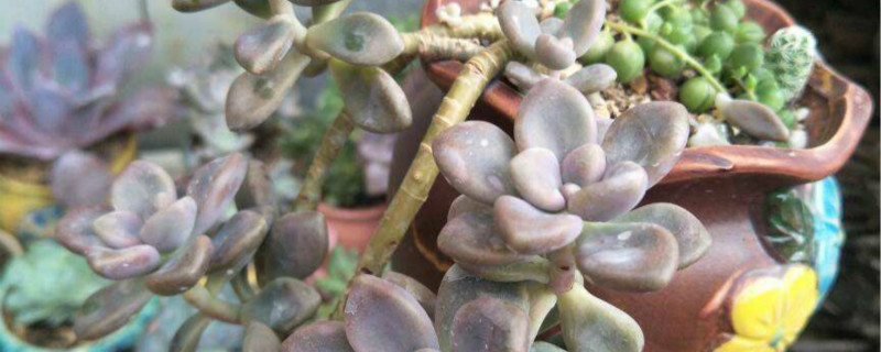 多肉需要什么肥料