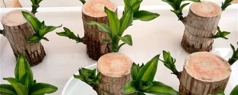 巴西木水培可以养多久