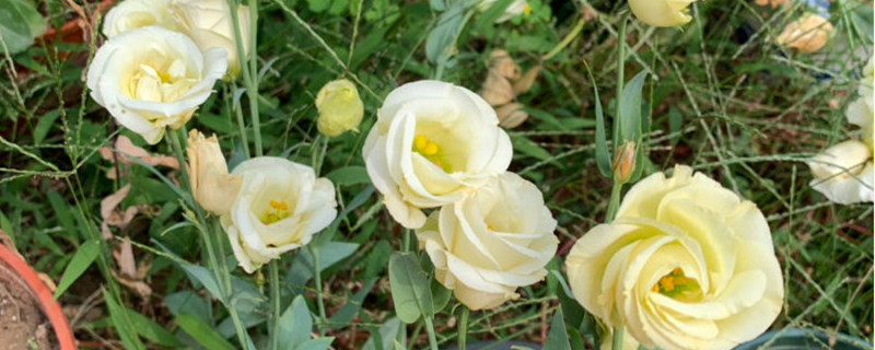 下雨天盆栽可以淋雨吗