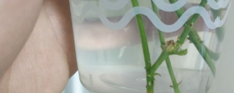 雨水放的时间长了能浇花吗