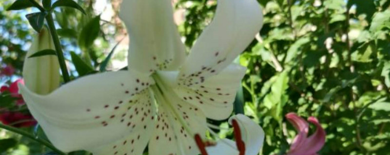 百合种球如何催芽