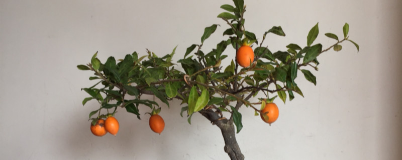 盆景造型绑扎多久定型