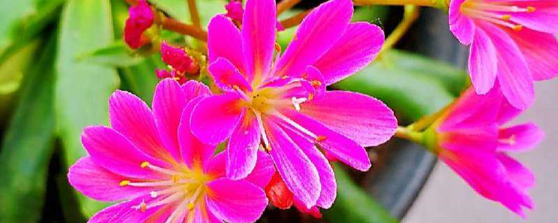 露薇花多年生吗