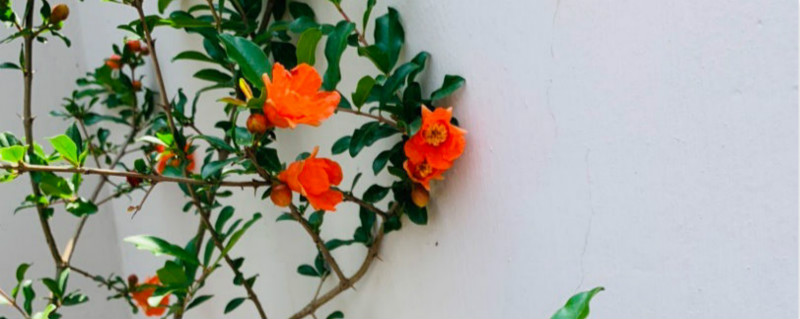 石榴开花后怎样保证挂果
