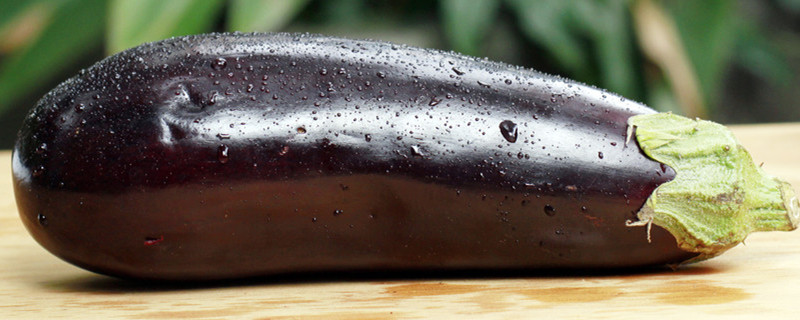 茄子只长叶不长高怎么回事