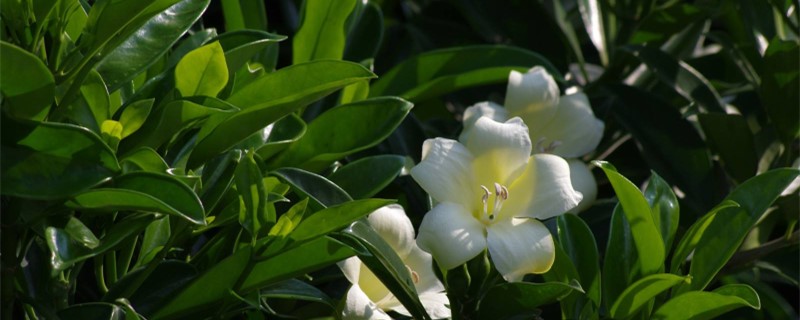 非洲茉莉怎么修剪，什么时候修剪