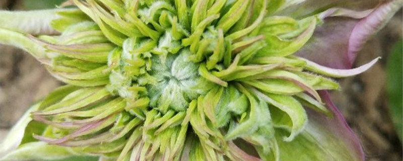 铁线莲皇帝怎么养