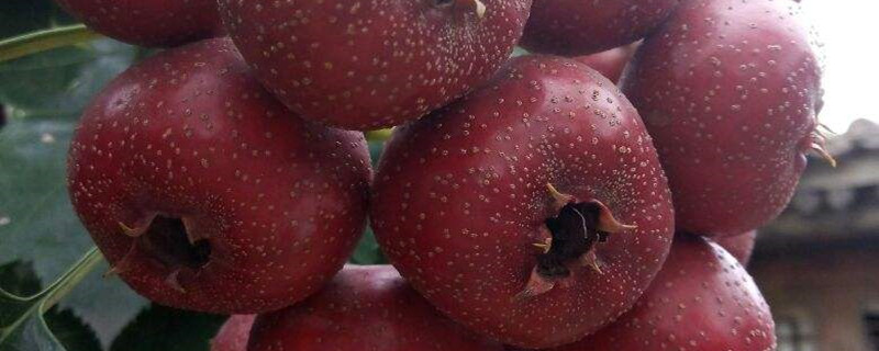 山楂树叶子发黄不旺盛