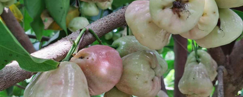 莲雾落果是什么原因
