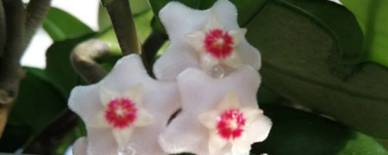 球兰叶子干瘪怎么救