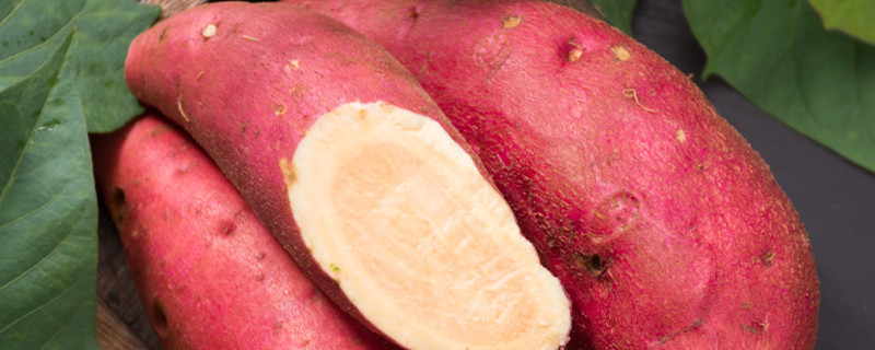 番薯发芽了怎么种植