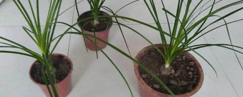 酒瓶兰怎么把球茎养大