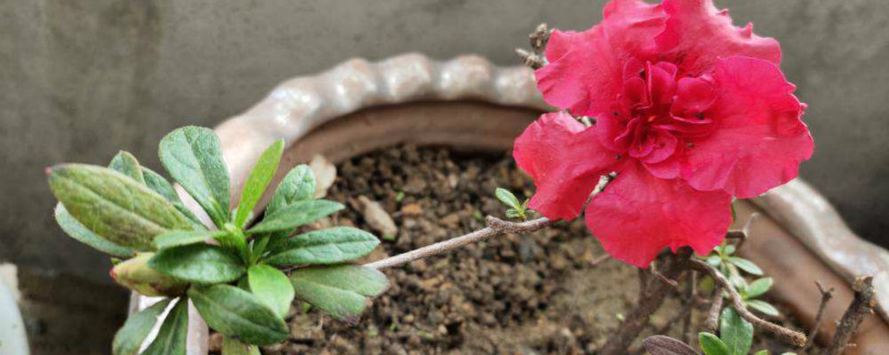 映山红的叶子从两边卷起来了