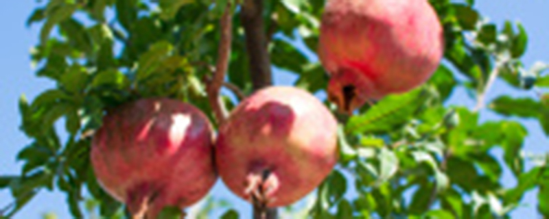 石榴树喜阳还是喜阴