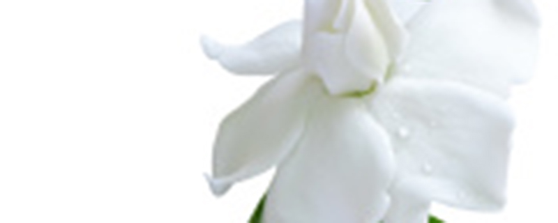 栀子花什么季节开花