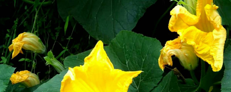 南瓜结果后萎缩怎么办