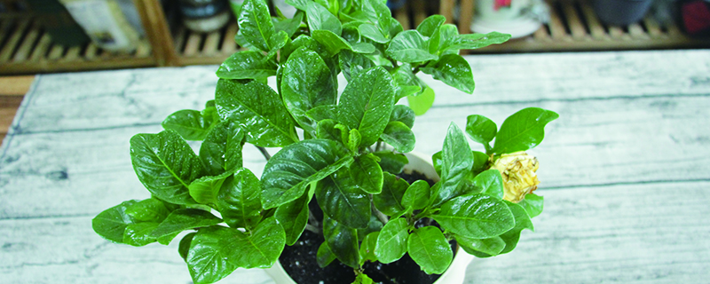 室内花掉叶子怎么处理