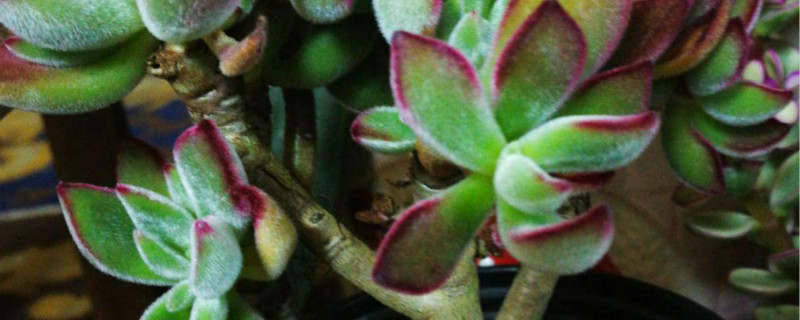 网购多肉带土直接上盆可以吗