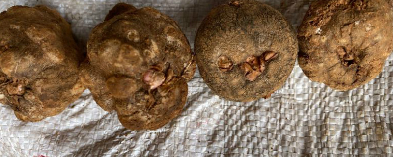 魔芋开花了应该怎么处理