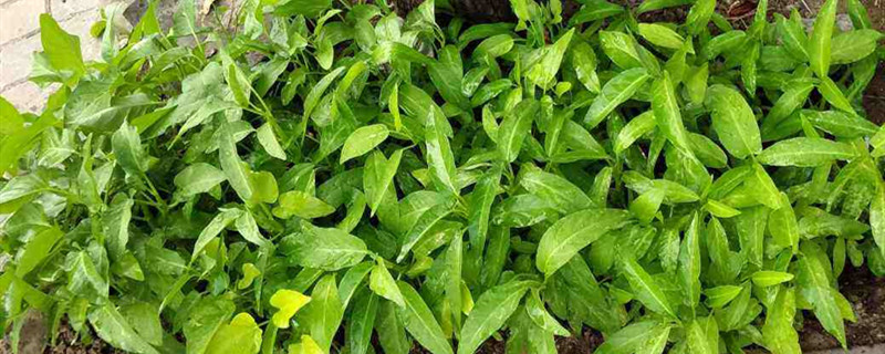 空心菜种子能直接播吗