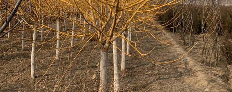 树木施肥的最佳时间