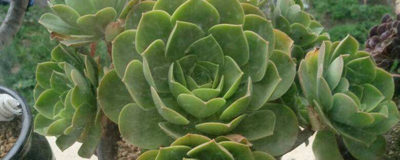 香炉盘法师怎么养