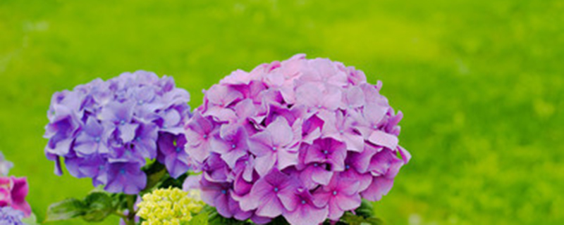 开花的时候能不能施肥