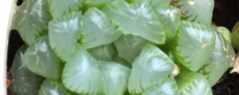 玉露换盆注意事项