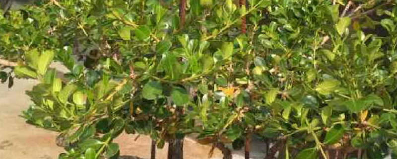 黄杨截干后如何能发芽