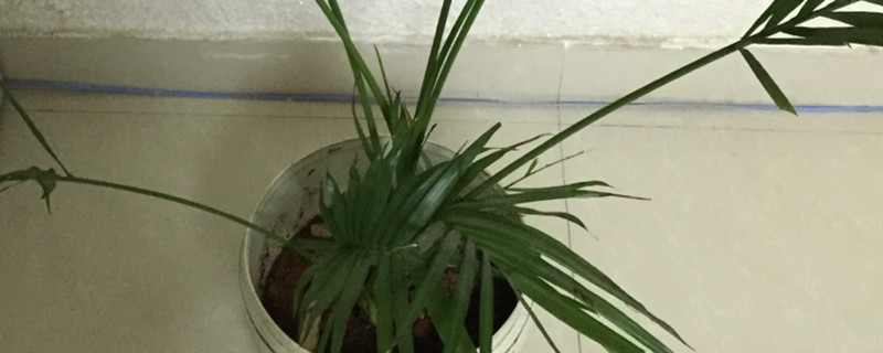 新移栽的散尾葵需要浇水吗