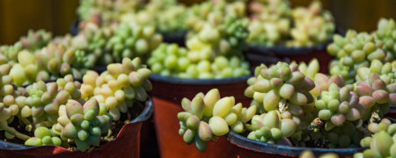 夏天多肉植物可以放阳台养吗