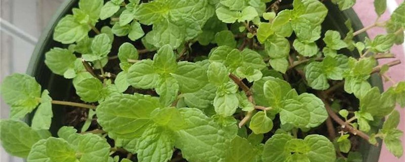 薄荷怎么水培转土培