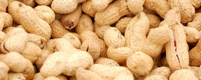 花生是单子叶植物还是双子叶植物