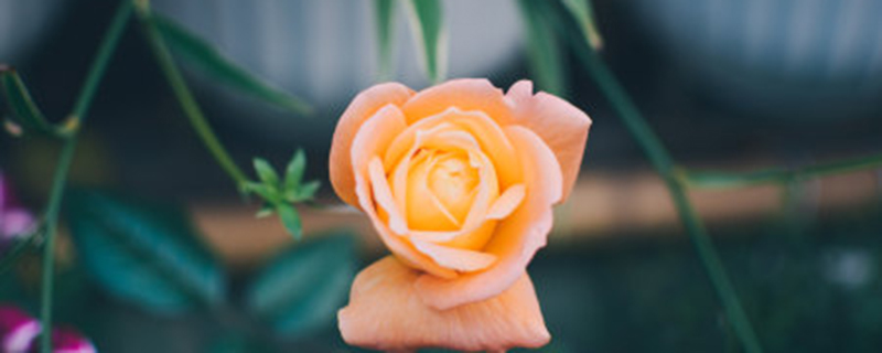 月季要天天浇水吗