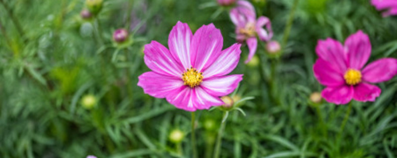 花换土以后能马上浇水吗