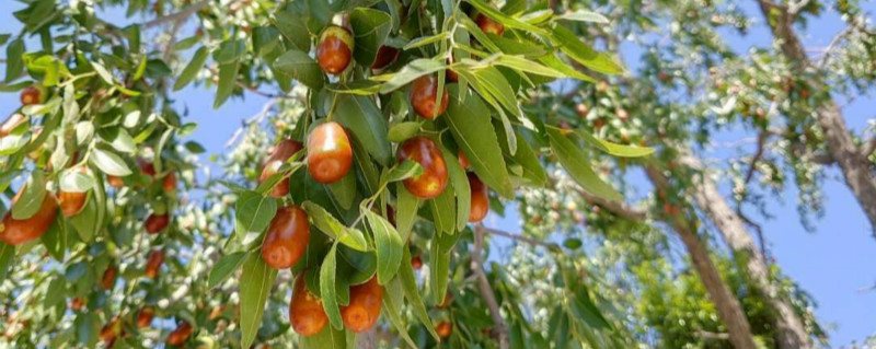 冬枣树什么时候环割