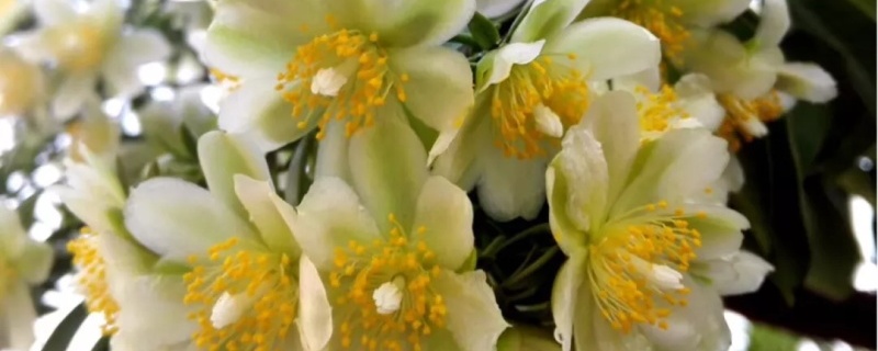 叶仙的扦插方法