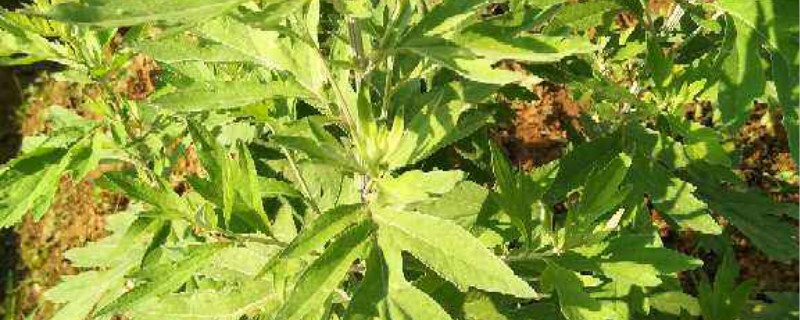 甜艾草和苦艾草的区别