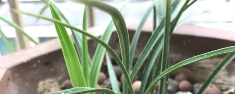 夏兰属于什么兰