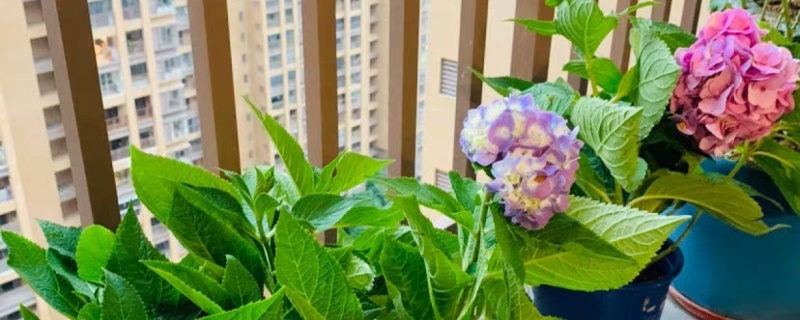 绣球花几月份种植合适