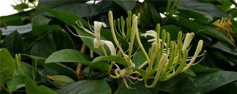 忍冬的花语