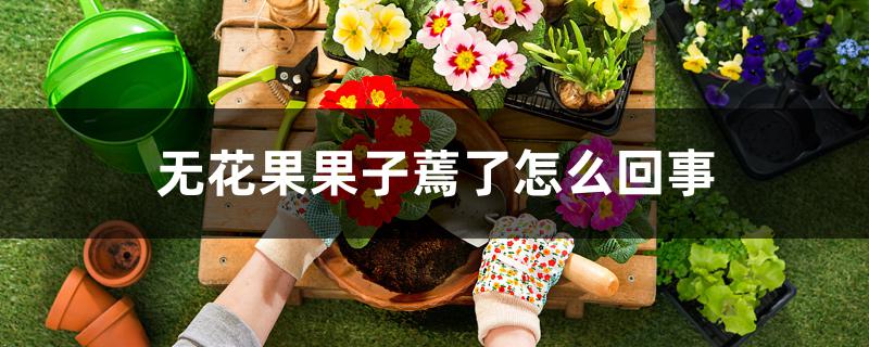 无花果果子蔫了怎么回事