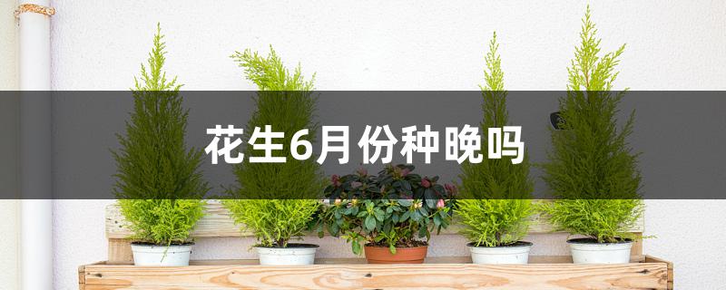 花生6月份种晚吗