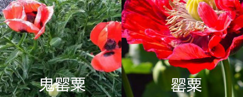 鬼罂粟与罂粟的区别