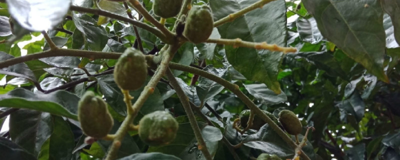 黄皮种子如何发芽