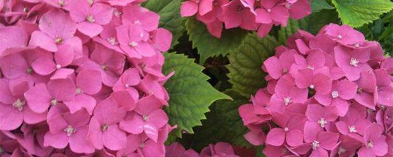 绣球叶子有斑点