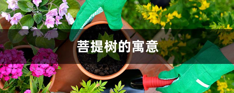菩提树的寓意