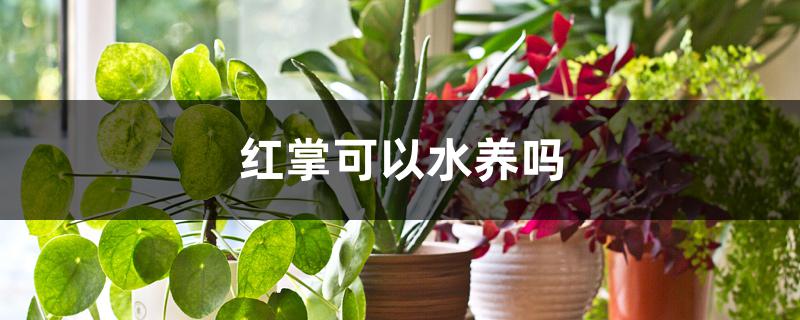 红掌可以水养吗