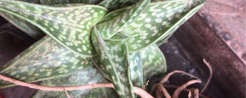 翠花掌怎么爆盆