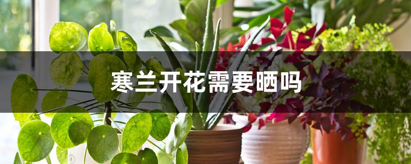 寒兰开花需要晒吗
